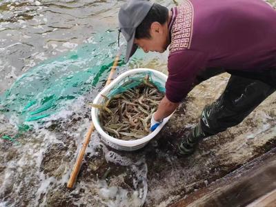 山東萬芝園食用菌科技南蝦越冬生產再獲豐收，趨勢資產管理助推國企高質量發展